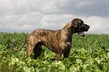 DOGUE ALLEMAND 372